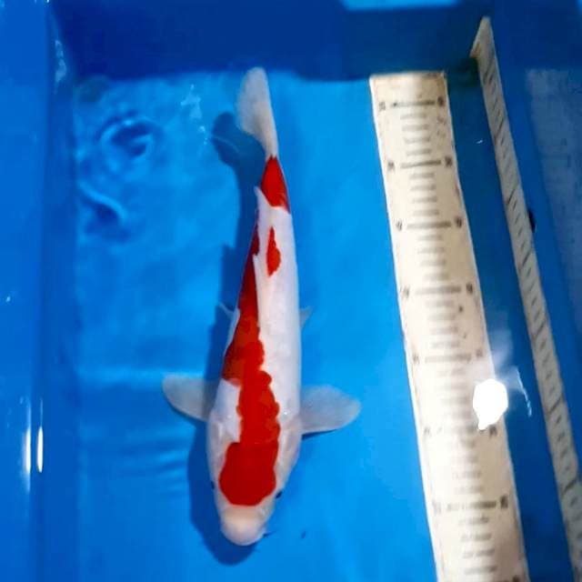 INAZUMA KOHAKU 32 CM