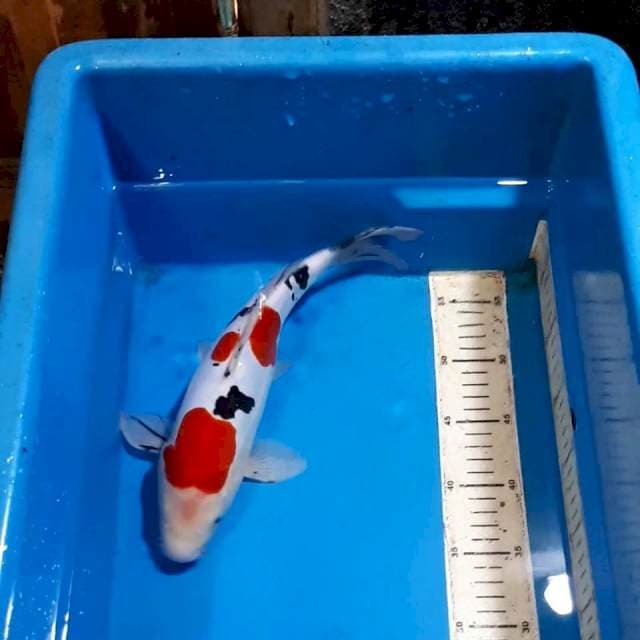DOITSU SANKE BULKY 30 CM