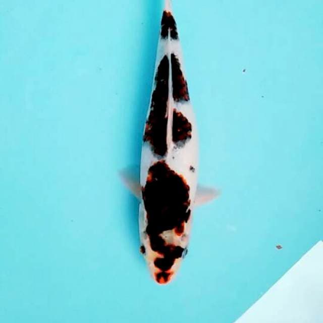 Goromo