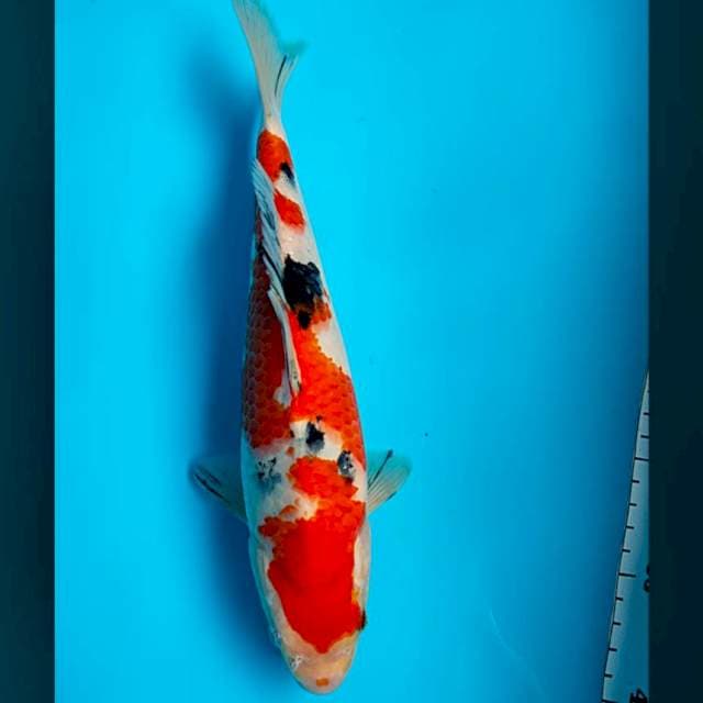 Sanke strong punuk 29cm male