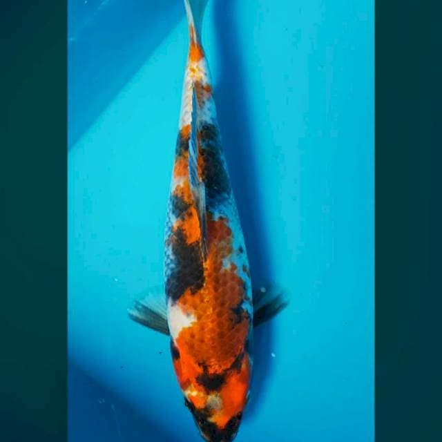 Kin showa punuk 28cm male