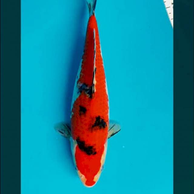 Reddish 29cm male
