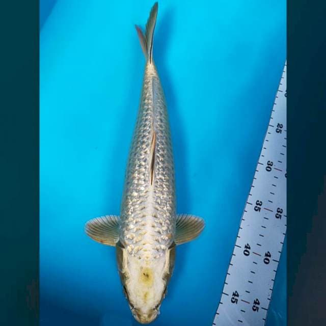 Gold mukashi 34cm male