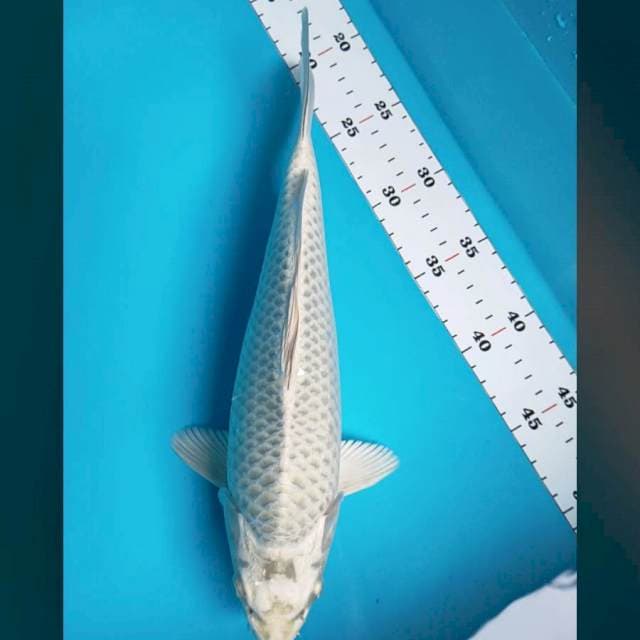 Mukashi punuk 31cm male