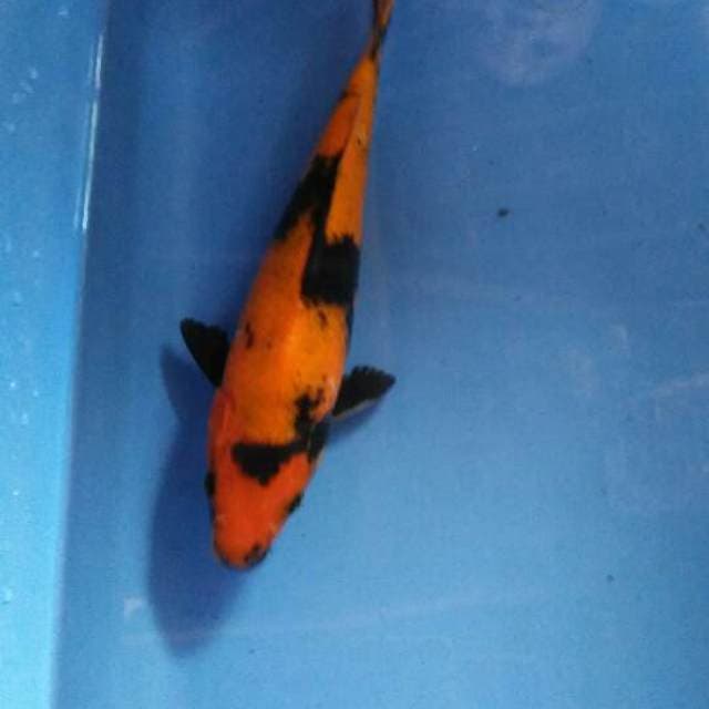 Hi utsuri elegan
