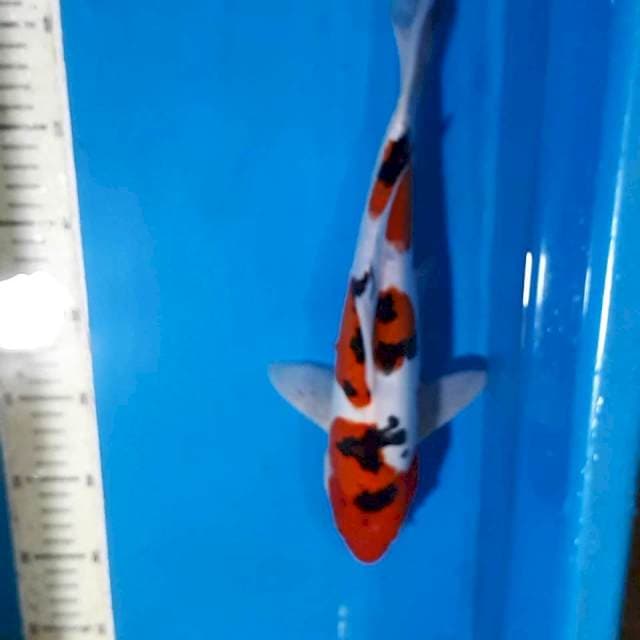 DOITSU SANKE 32 CM