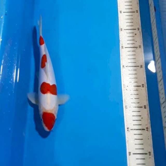 KOHAKU DOITSU THREE STEP 27 CM