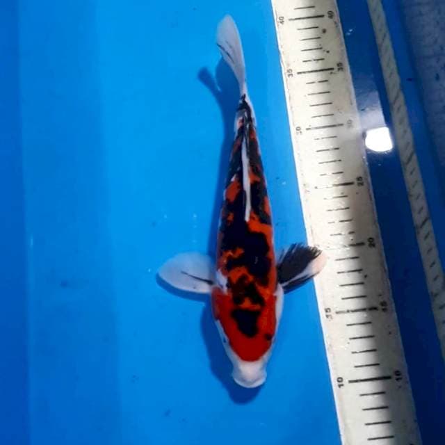 SANKE DOITSU 27 CM