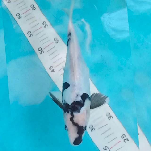 Shiro doitsu 27cm