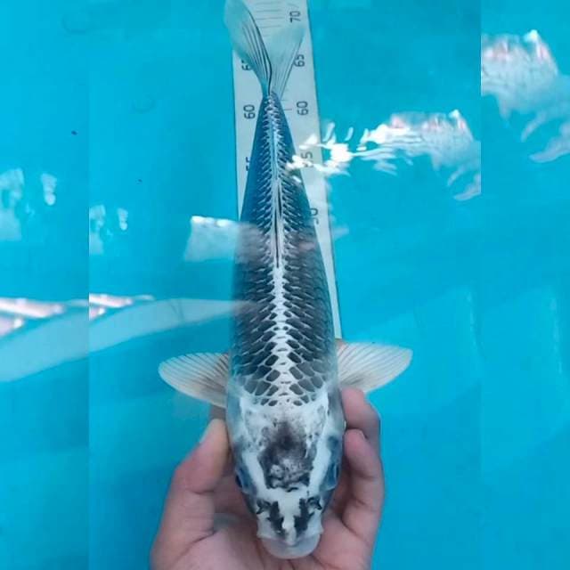 Mukashi 33cm