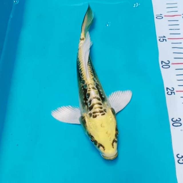Kawari kumpay 25cm
