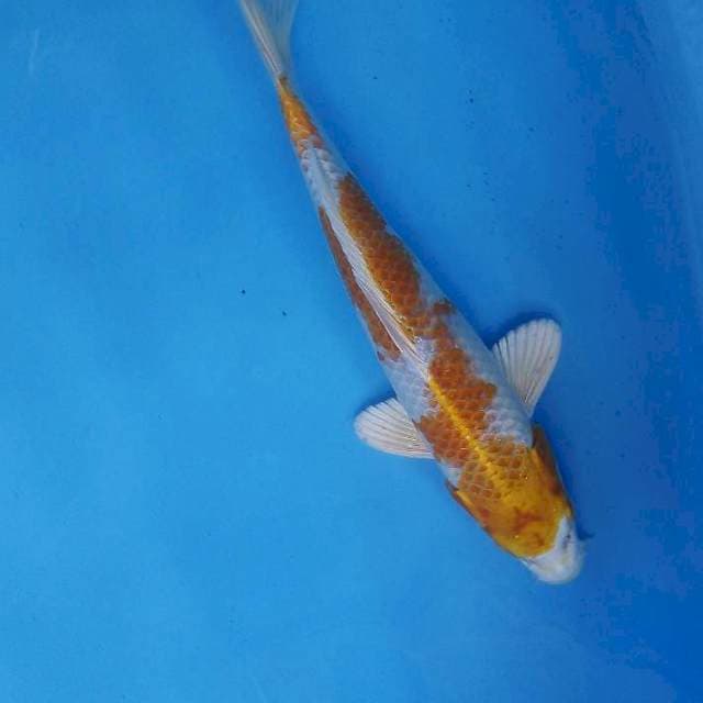 Hariwake 29cm
