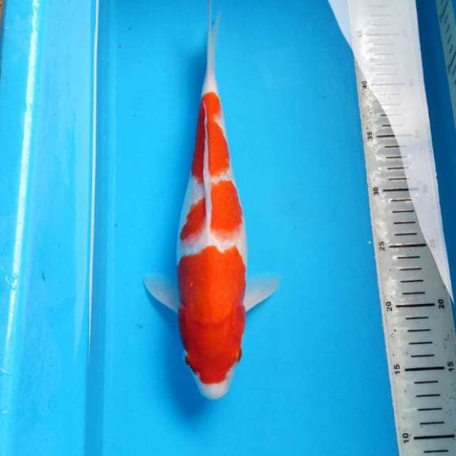 Sandan Kohaku 34cm