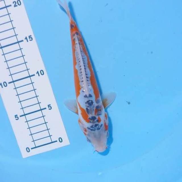 shusui 23