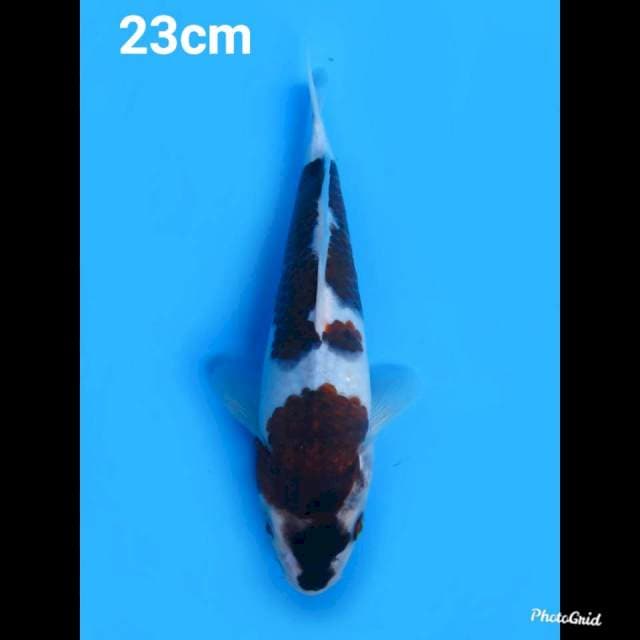 23cm fml , Budo Goromo Ori