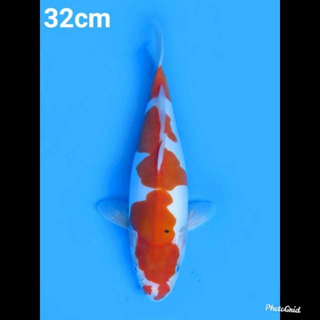 32cm fml , Doitsu Murni Ori