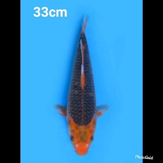 33cm Mle , Matsuba