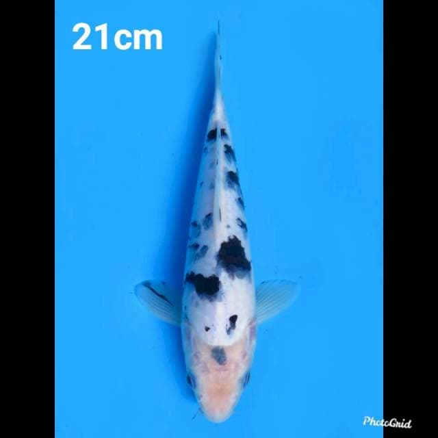 21cm Male , Bekko