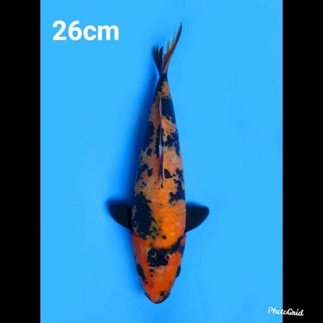 26cm Fml , Hi Utsuri