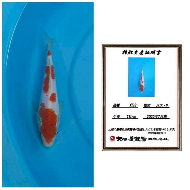 Kohaku dainichi super 20cm