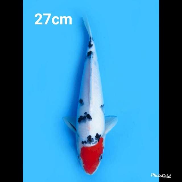 27cm Male , Tancho Sanke