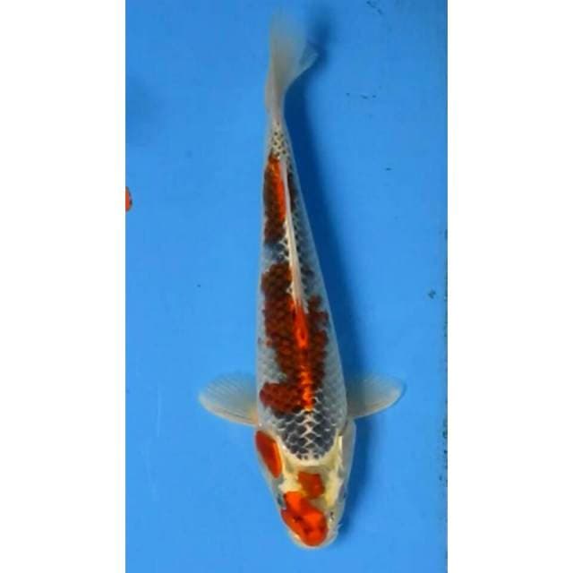 GOSHIKI 30CM