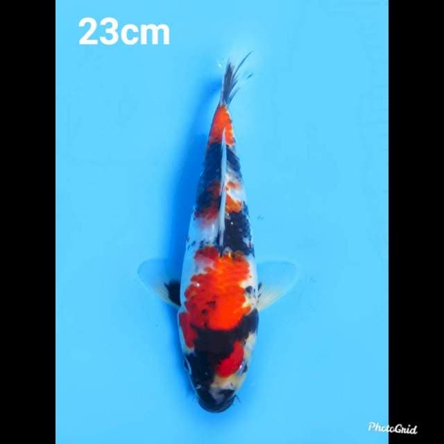 23cm Male , Red Showa Original