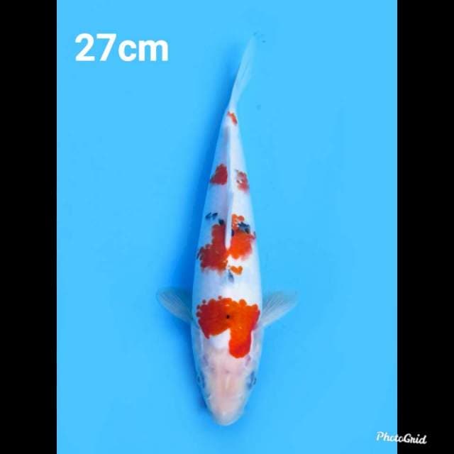 27cm Male , Sanke