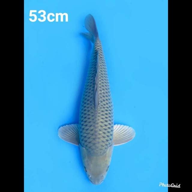 53cm Male ,F1 Jumbo Soragoi Jinak