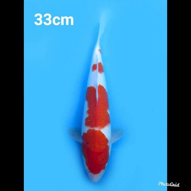 33cm Male , Beni Tebal