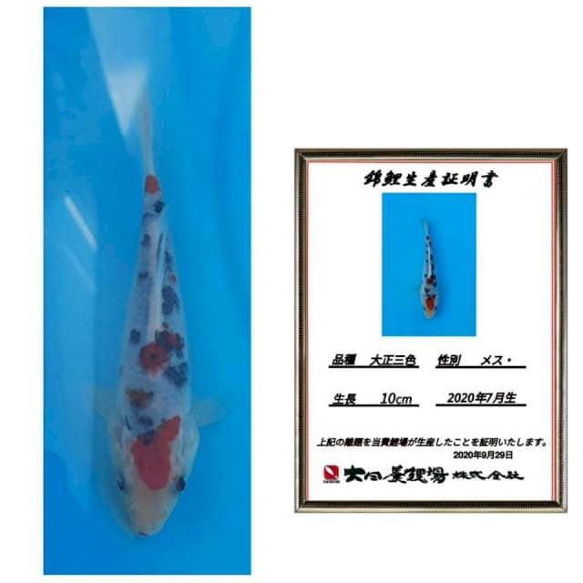 Sanke super red import 20bu
