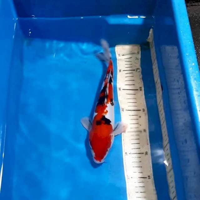 SANKE DOITSU 30 CM