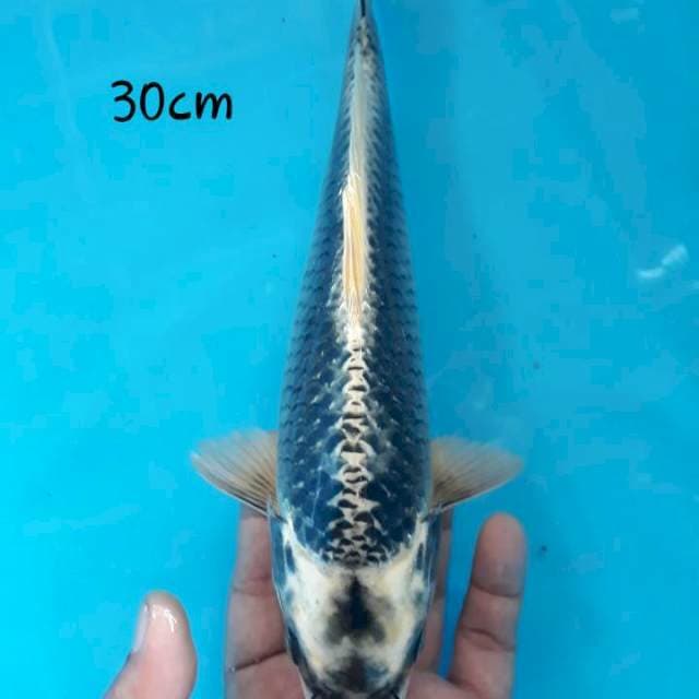 Ginkab 30 male
