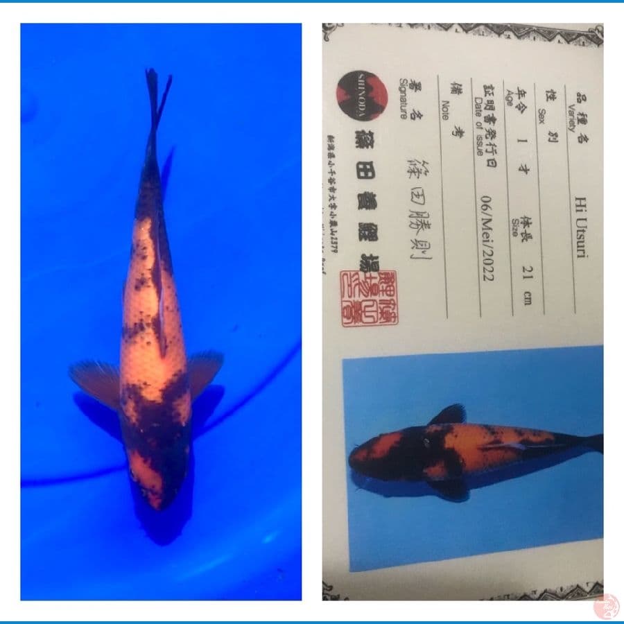 Hi Utsuri 21cm Shinoda Farm
