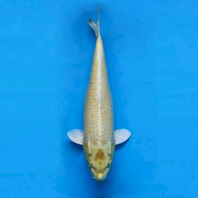 Mukashi Ogon 35cm