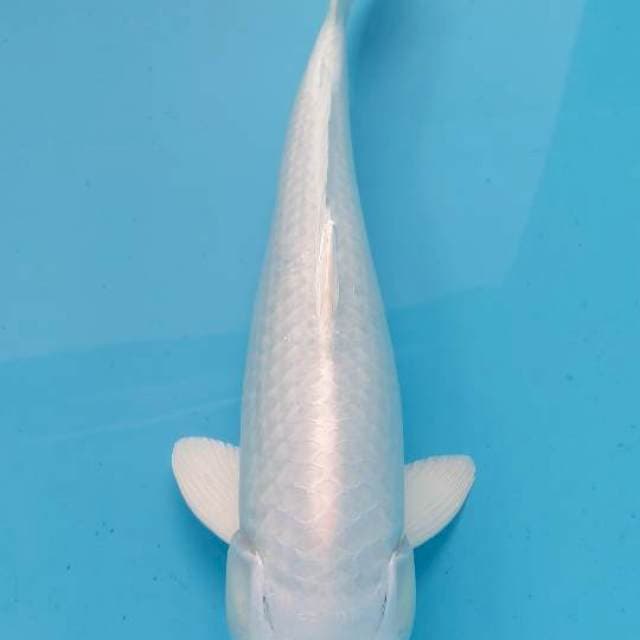 Platinum lemu