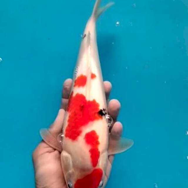 Sanke male 35cm