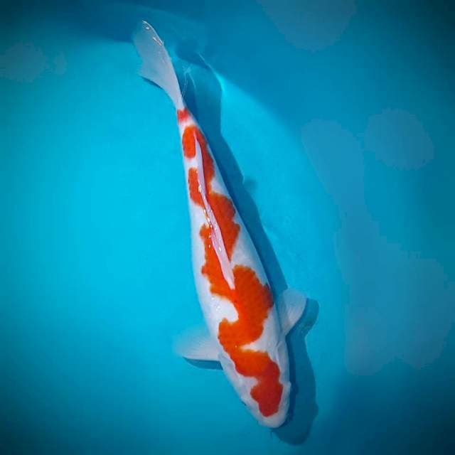 Kohaku Pola Ular SANCA 43 cm F (COLLECTOR ITEM)