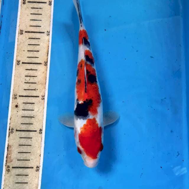 Sanke, 25 cm