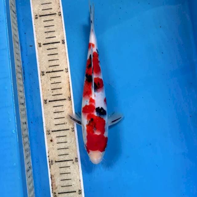 Sanke, 26 cm