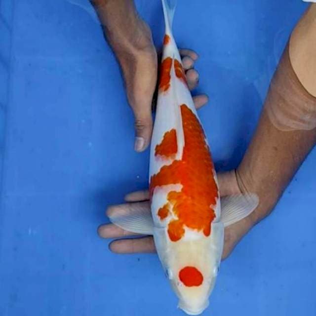Maruten kohaku