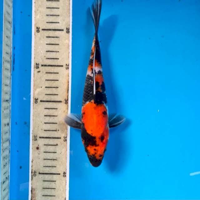 Showa, 21cm
