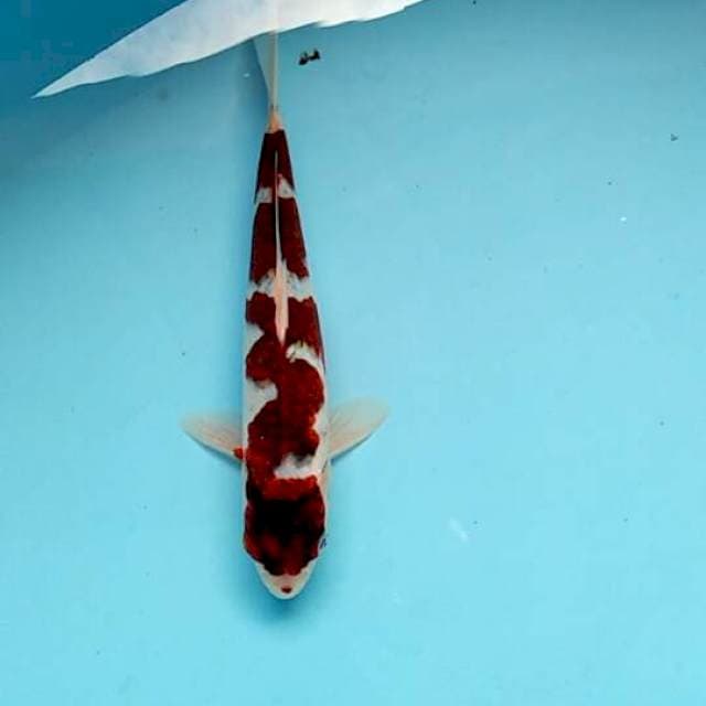 Goromo