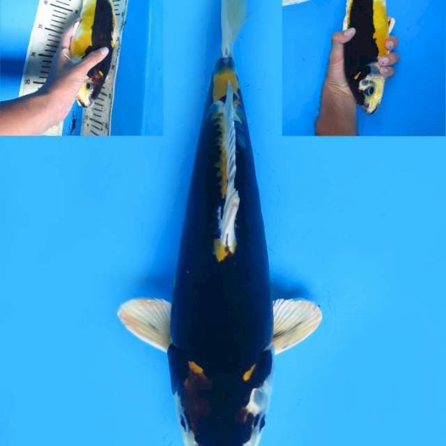 32cm , Super Langka
