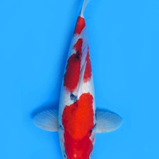 40cm , Super Red Sanke F1