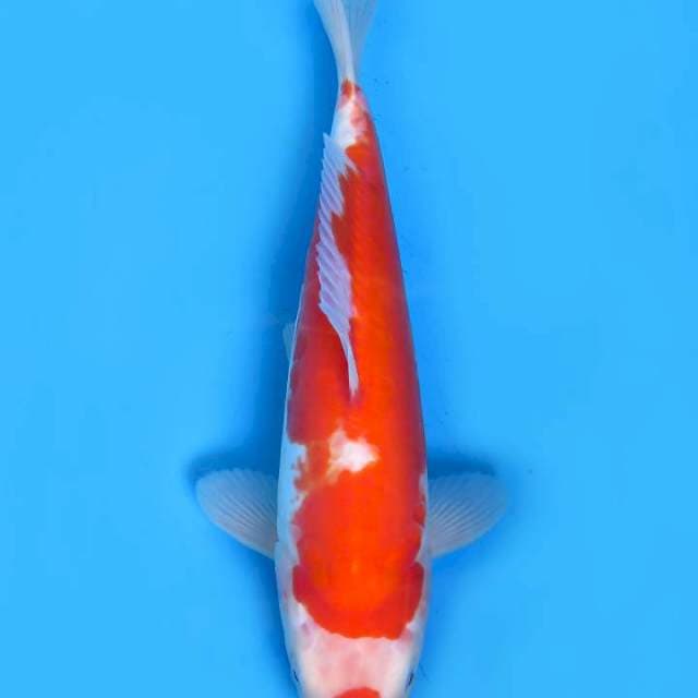 35cm ,Ori Kohaku Doitsu F1