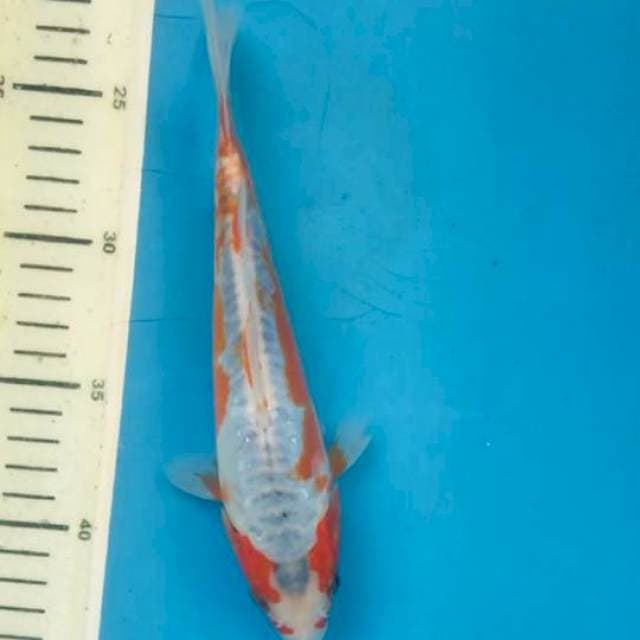 Khosui 22cm