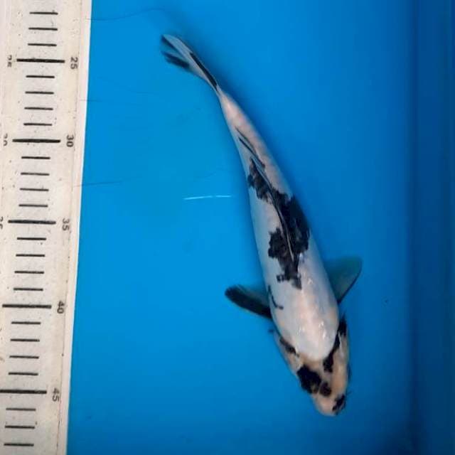 Shiro doit 25cm