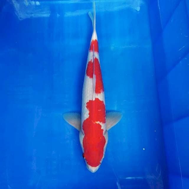 Strong Kohaku male 39cm