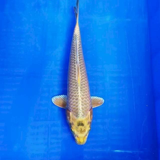 Yamabuki 30cm